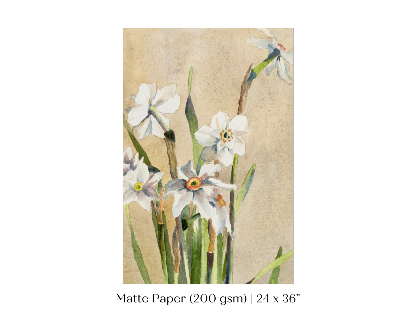 White Narcissus | P77