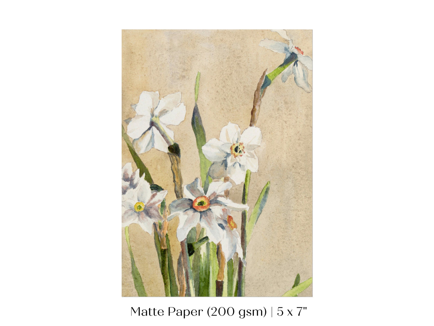 White Narcissus | P77
