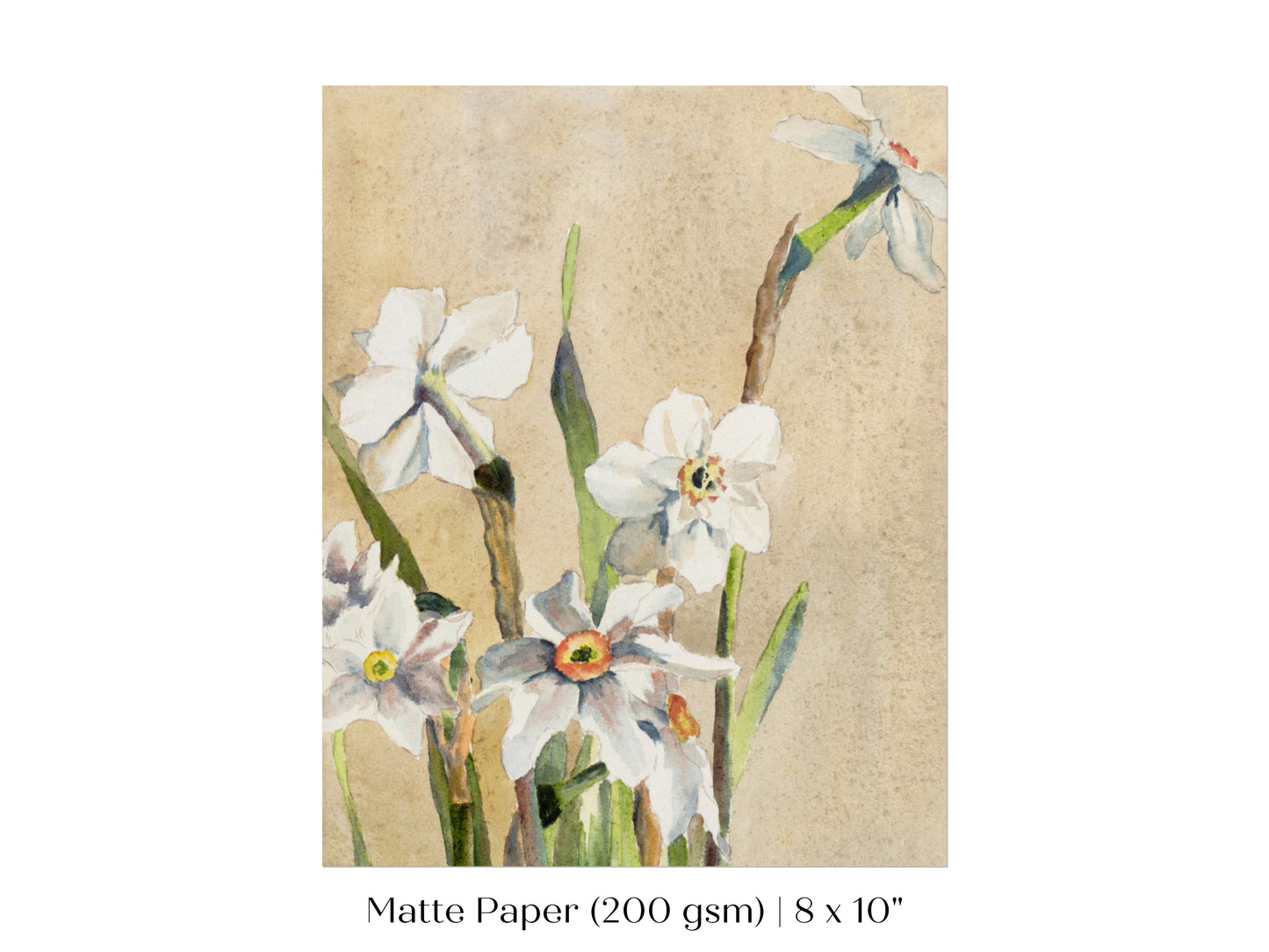 White Narcissus | P77