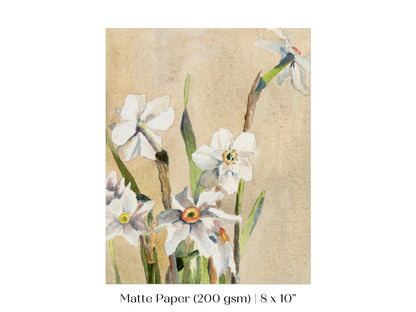White Narcissus | P77