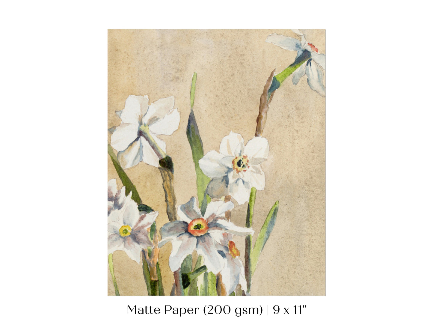 White Narcissus | P77