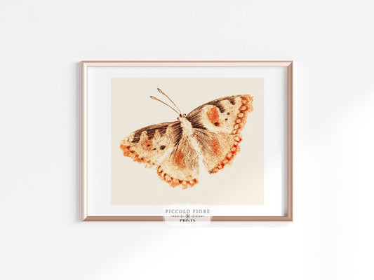 A Butterfly | P82 - Single Art Prints - Piccolo Fiore Prints