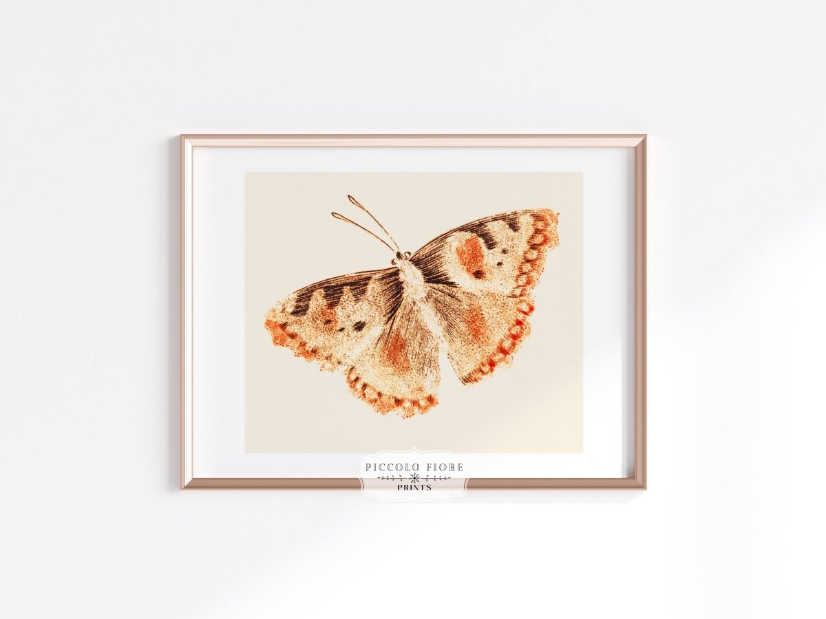 A Butterfly | P82 - Single Art Prints - Piccolo Fiore Prints