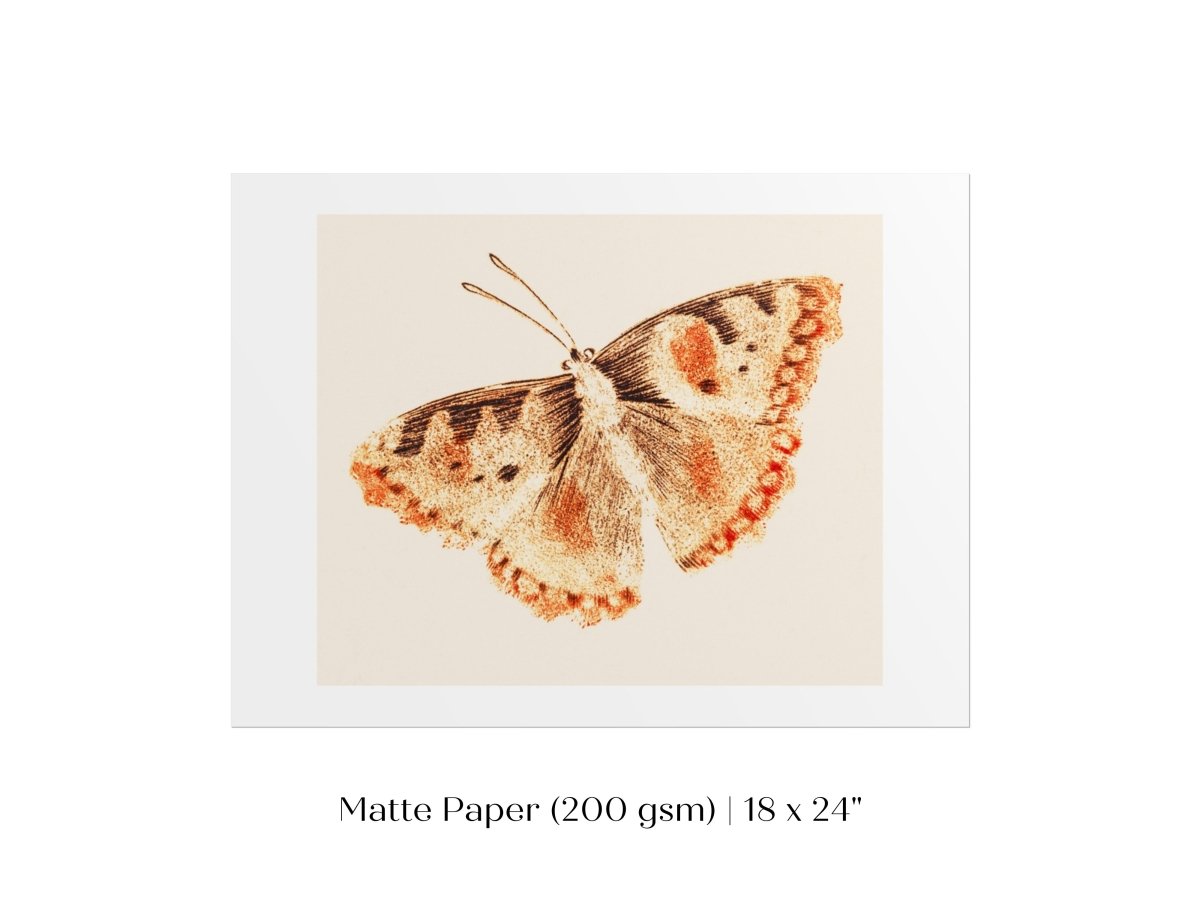 A Butterfly | P82 - Single Art Prints - Piccolo Fiore Prints