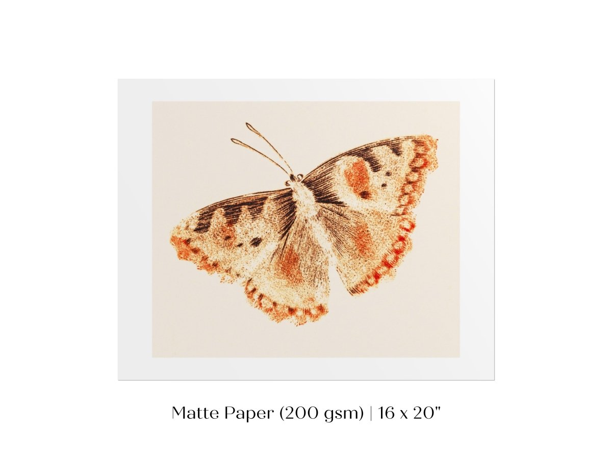 A Butterfly | P82 - Single Art Prints - Piccolo Fiore Prints
