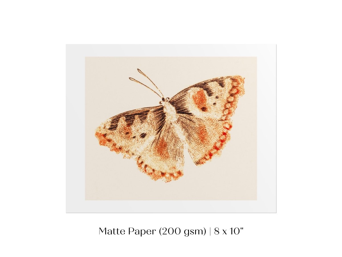 A Butterfly | P82 - Single Art Prints - Piccolo Fiore Prints