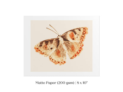 A Butterfly | P82 - Single Art Prints - Piccolo Fiore Prints