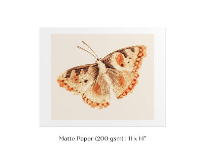 A Butterfly | P82 - Single Art Prints - Piccolo Fiore Prints
