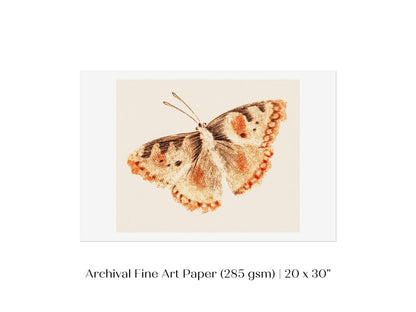 A Butterfly | P82 - Single Art Prints - Piccolo Fiore Prints
