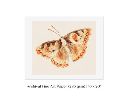A Butterfly | P82 - Single Art Prints - Piccolo Fiore Prints