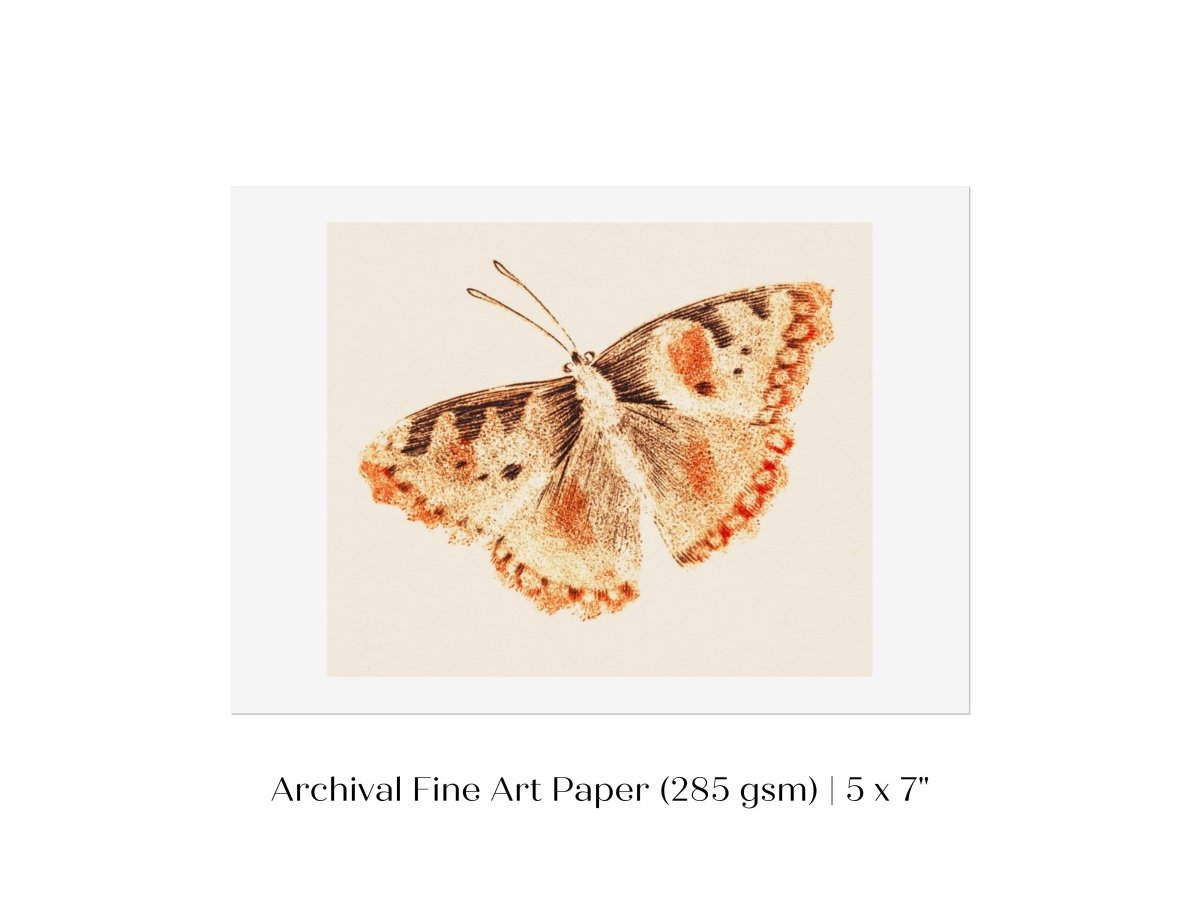 A Butterfly | P82 - Single Art Prints - Piccolo Fiore Prints