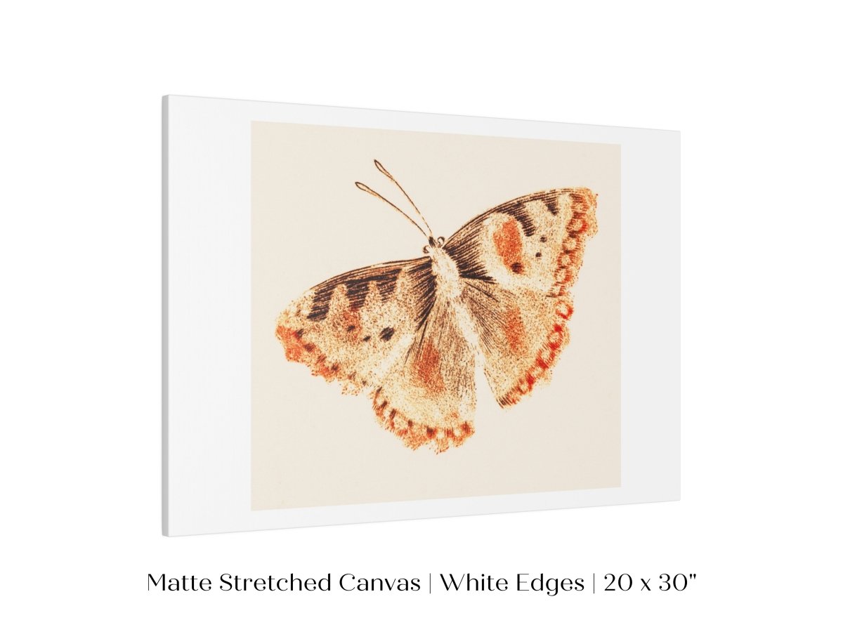 A Butterfly | P82 - Single Art Prints - Piccolo Fiore Prints