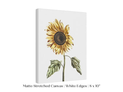 A Sunflower | P39 - Single Art Prints - Piccolo Fiore Prints