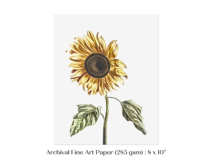 A Sunflower | P39 - Single Art Prints - Piccolo Fiore Prints
