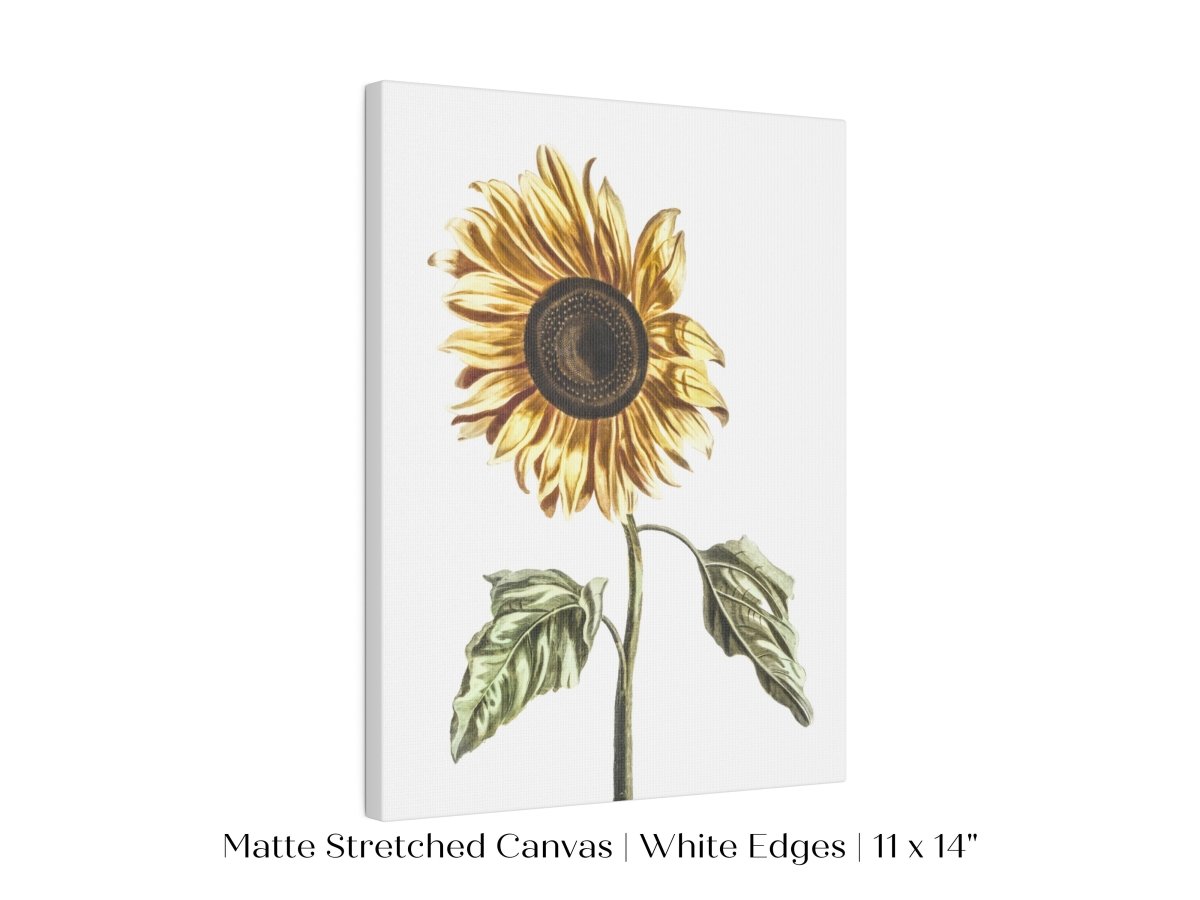 A Sunflower | P39 - Single Art Prints - Piccolo Fiore Prints