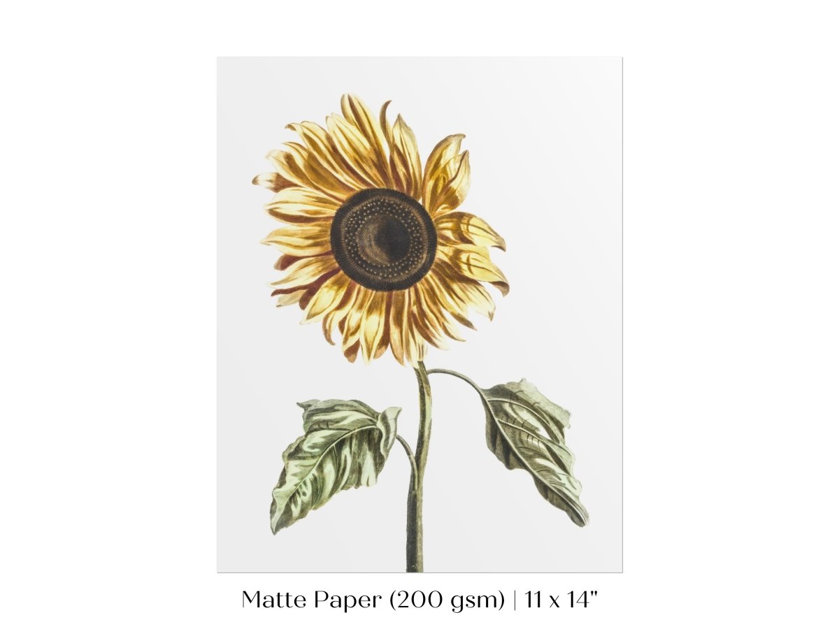 A Sunflower | P39 - Single Art Prints - Piccolo Fiore Prints