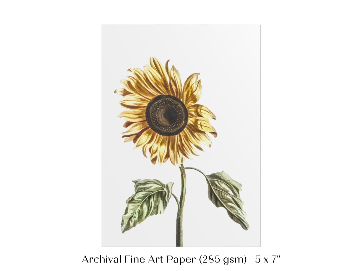 A Sunflower | P39 - Single Art Prints - Piccolo Fiore Prints