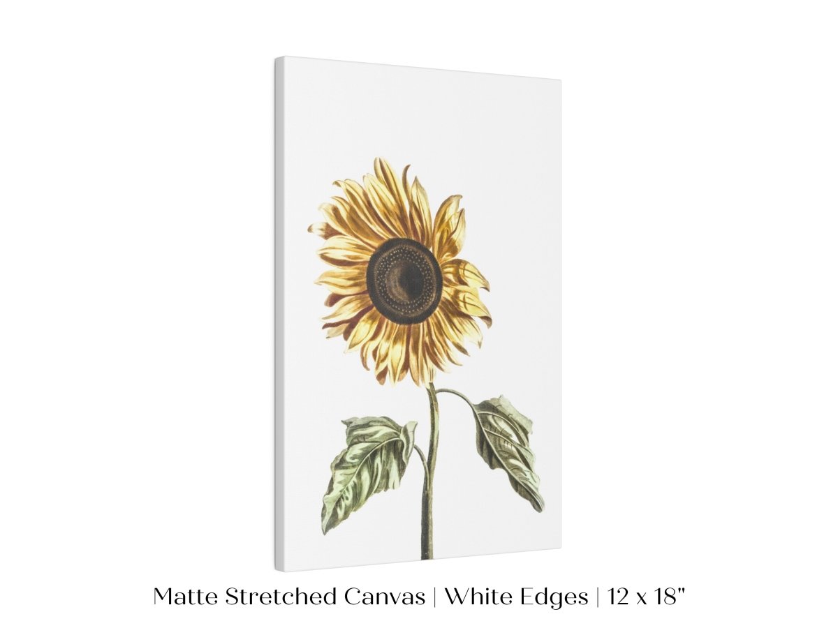 A Sunflower | P39 - Single Art Prints - Piccolo Fiore Prints