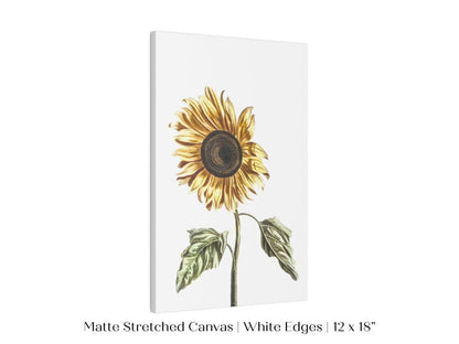 A Sunflower | P39 - Single Art Prints - Piccolo Fiore Prints