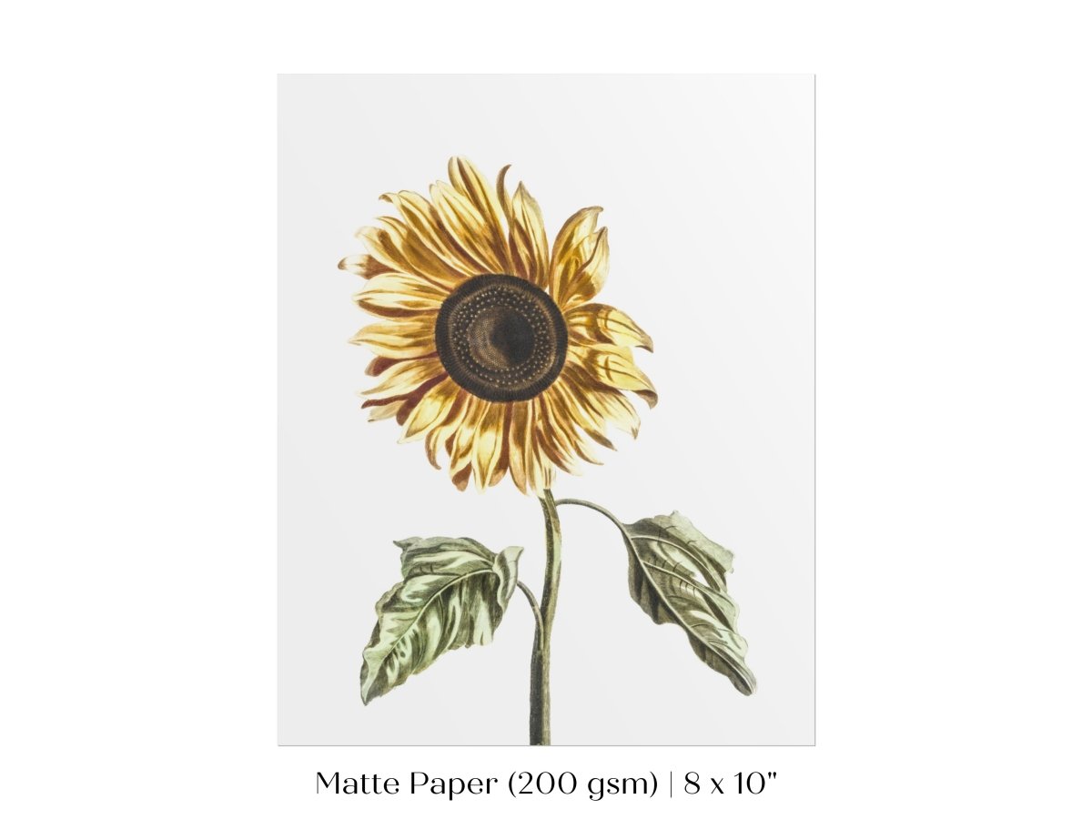 A Sunflower | P39 - Single Art Prints - Piccolo Fiore Prints