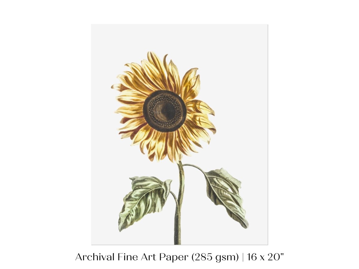 A Sunflower | P39 - Single Art Prints - Piccolo Fiore Prints