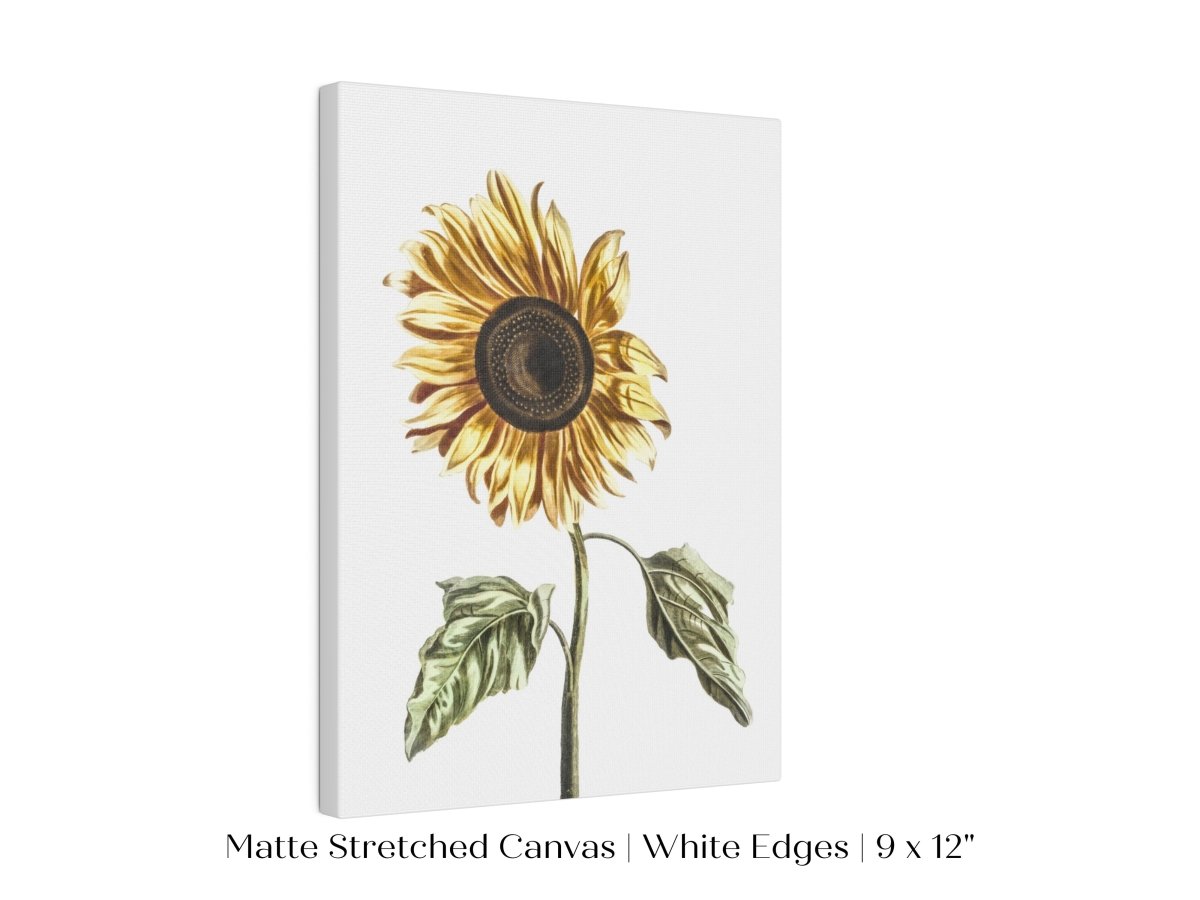 A Sunflower | P39 - Single Art Prints - Piccolo Fiore Prints
