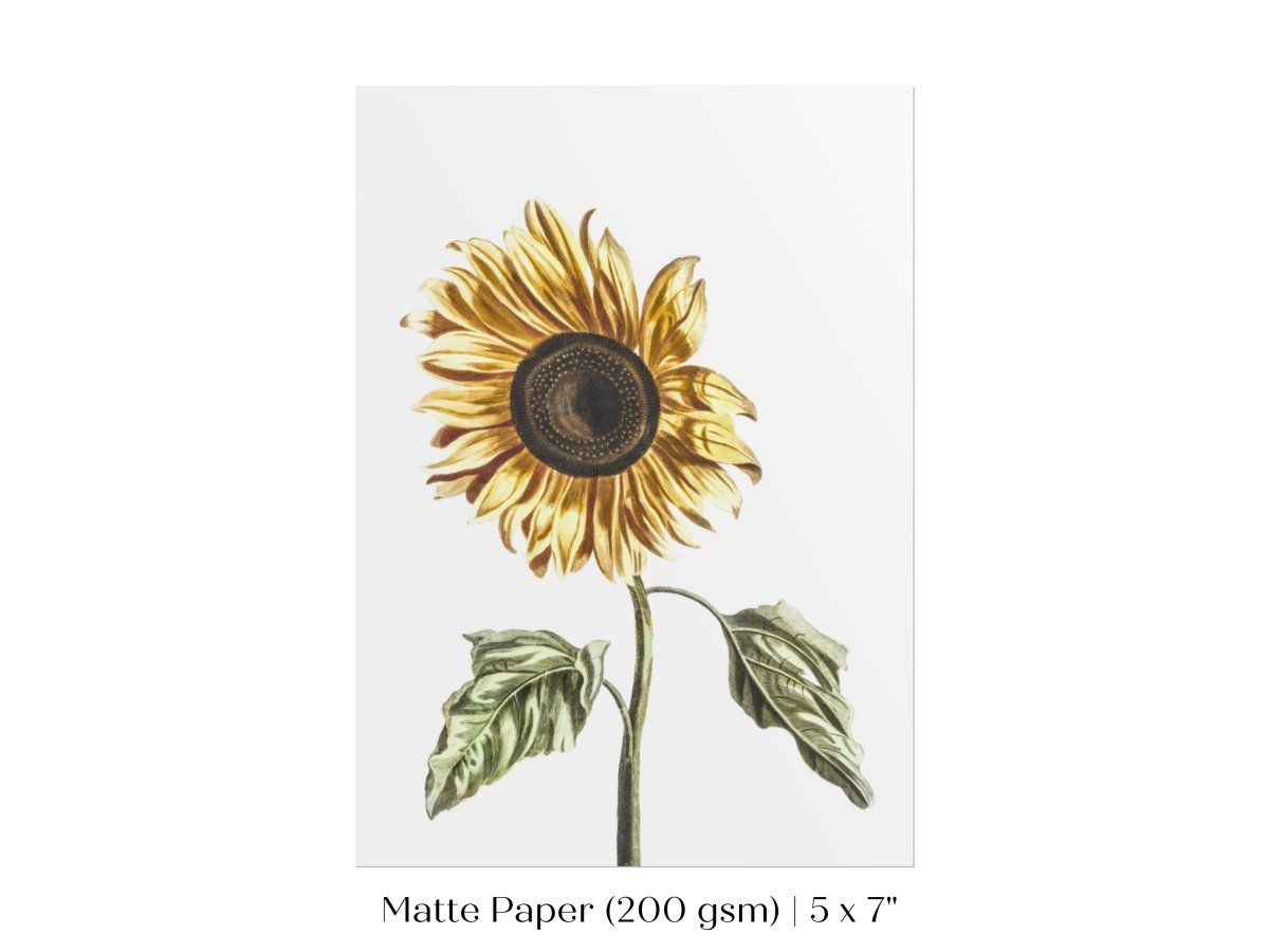 A Sunflower | P39 - Single Art Prints - Piccolo Fiore Prints