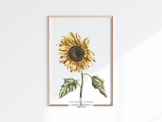 A Sunflower | P39 - Single Art Prints - Piccolo Fiore Prints