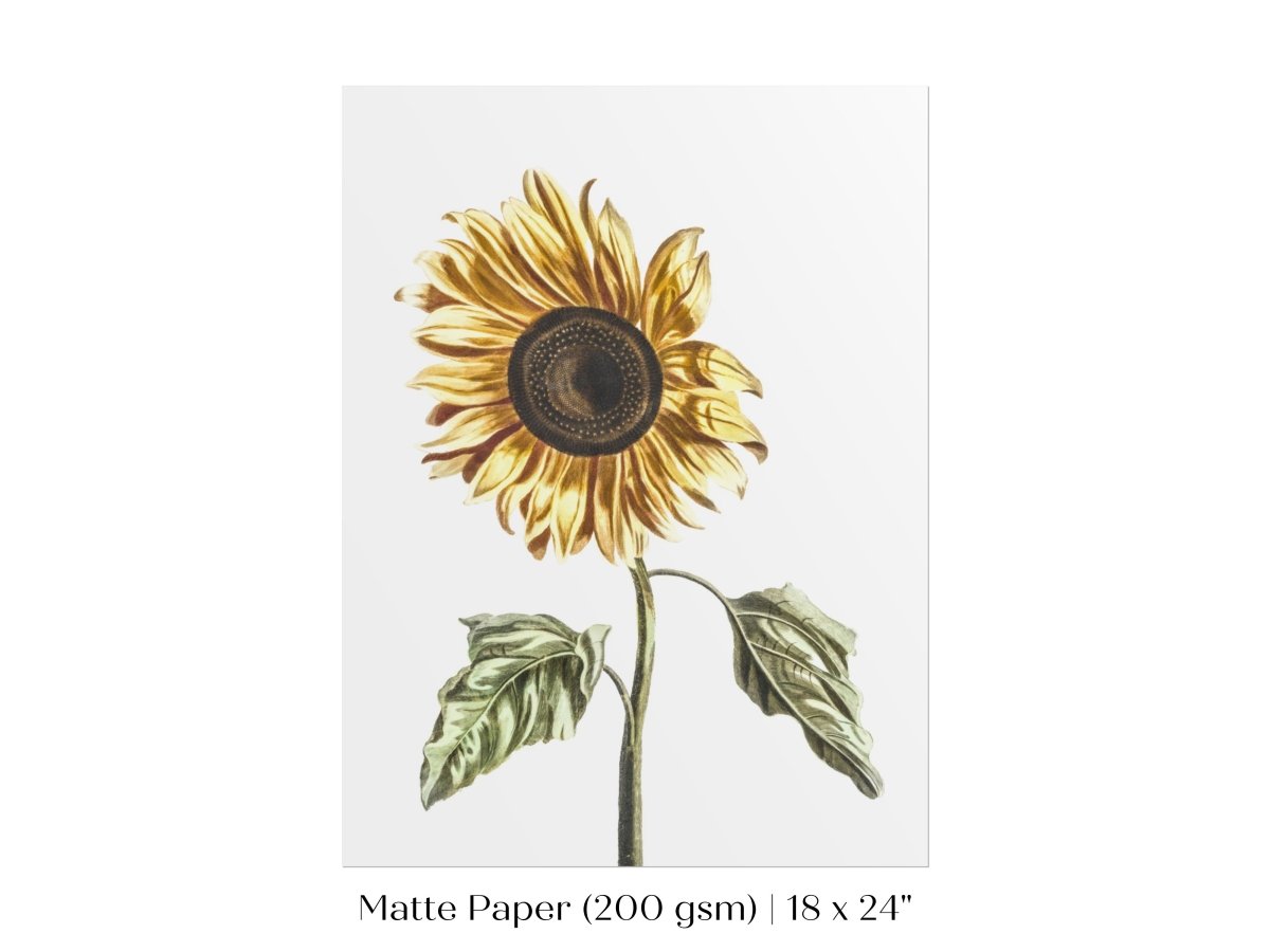 A Sunflower | P39 - Single Art Prints - Piccolo Fiore Prints