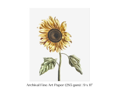 A Sunflower | P39 - Single Art Prints - Piccolo Fiore Prints