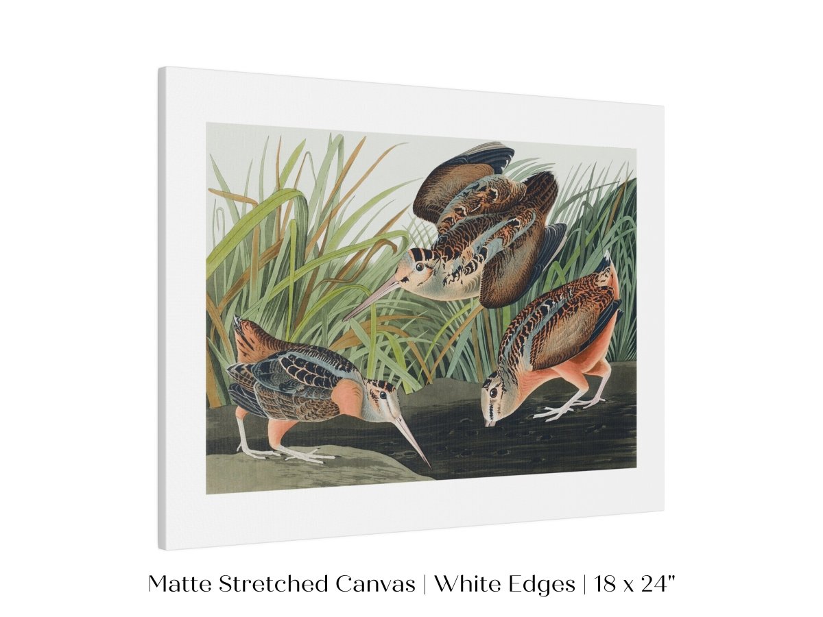 American Woodcocks Illustration | P17 - Single Art Prints - Piccolo Fiore Prints