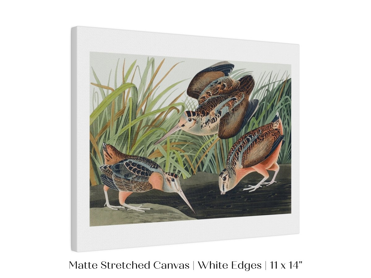 American Woodcocks Illustration | P17 - Single Art Prints - Piccolo Fiore Prints