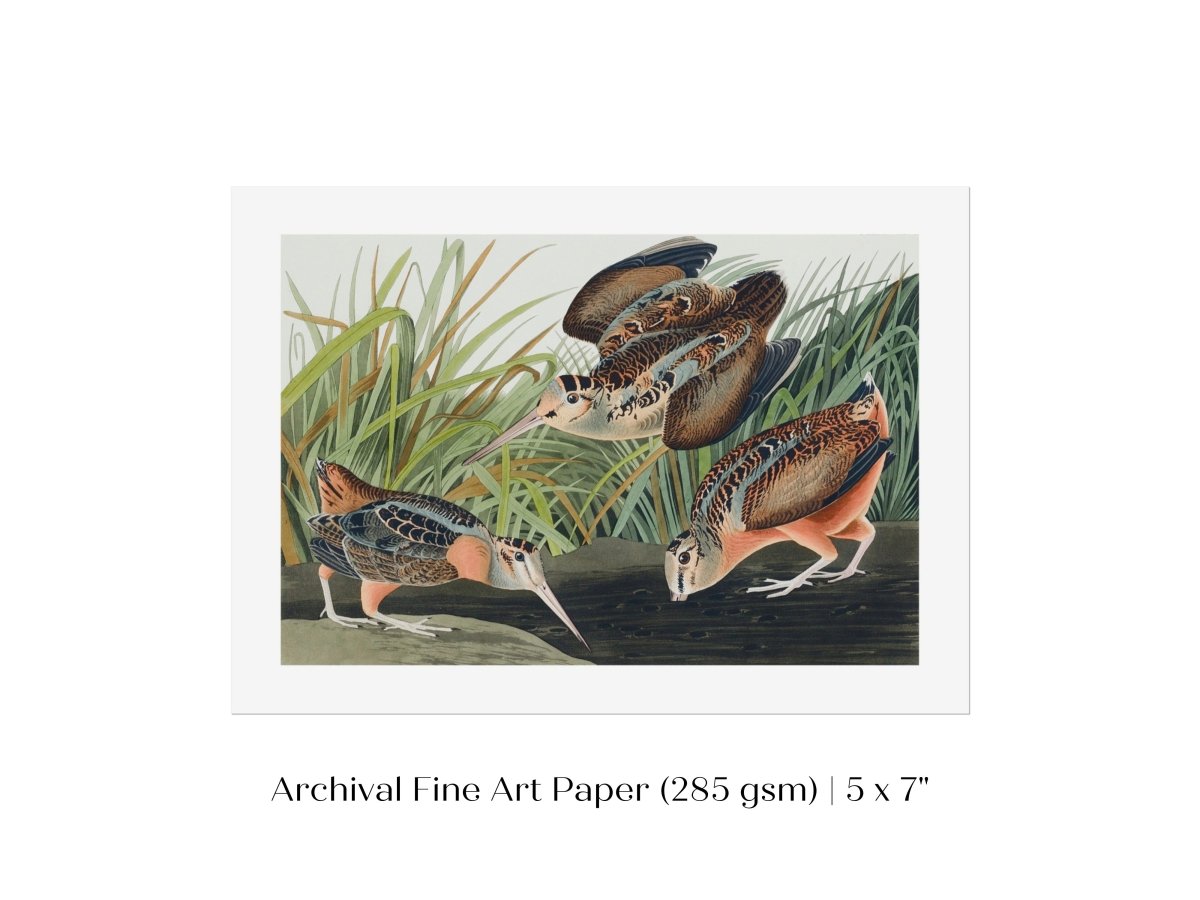 American Woodcocks Illustration | P17 - Single Art Prints - Piccolo Fiore Prints