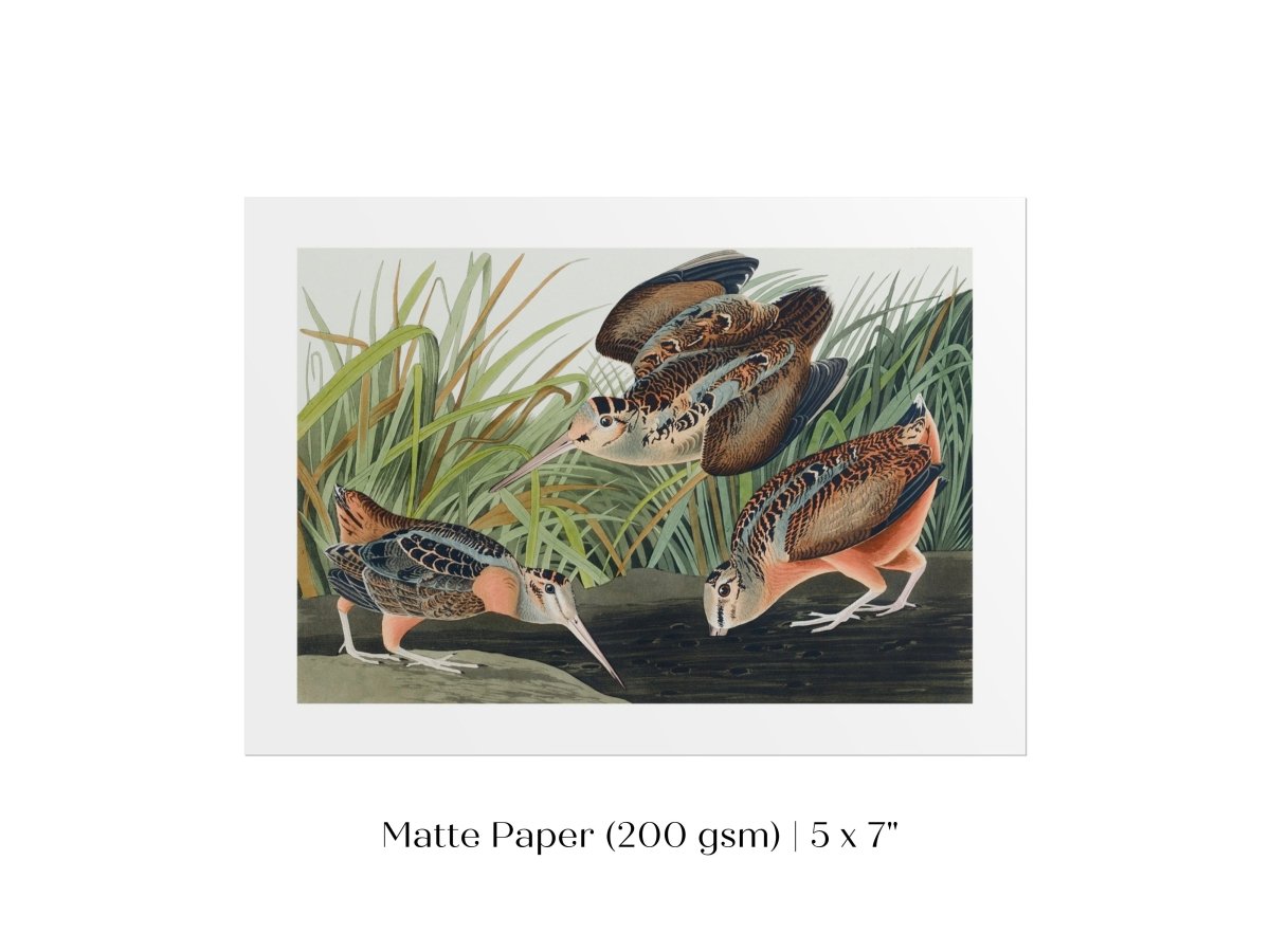 American Woodcocks Illustration | P17 - Single Art Prints - Piccolo Fiore Prints