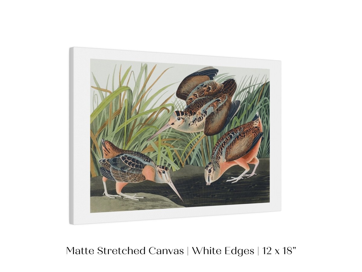 American Woodcocks Illustration | P17 - Single Art Prints - Piccolo Fiore Prints