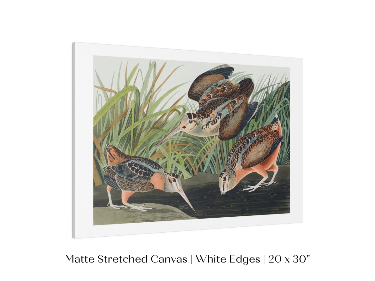 American Woodcocks Illustration | P17 - Single Art Prints - Piccolo Fiore Prints