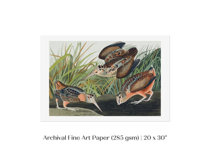 American Woodcocks Illustration | P17 - Single Art Prints - Piccolo Fiore Prints
