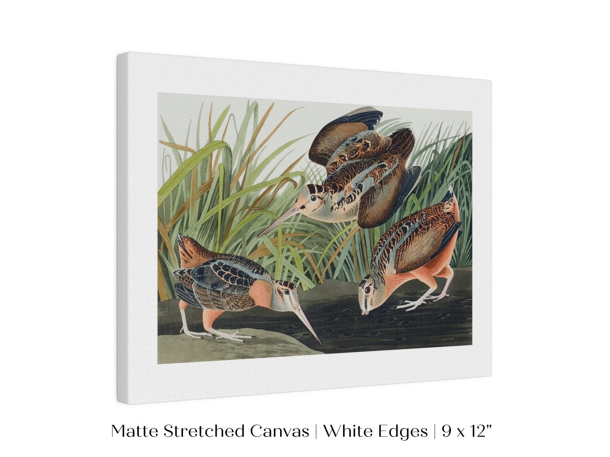 American Woodcocks Illustration | P17 - Single Art Prints - Piccolo Fiore Prints