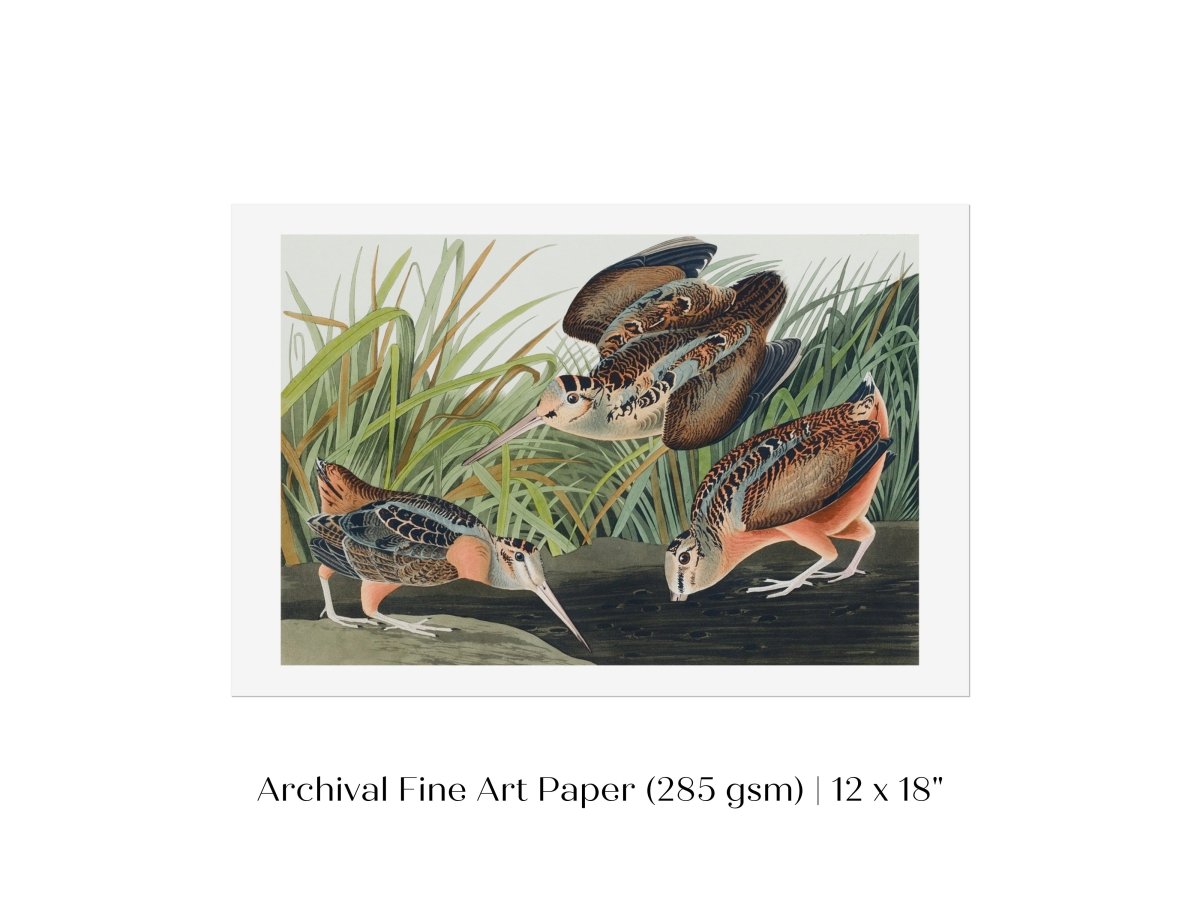 American Woodcocks Illustration | P17 - Single Art Prints - Piccolo Fiore Prints