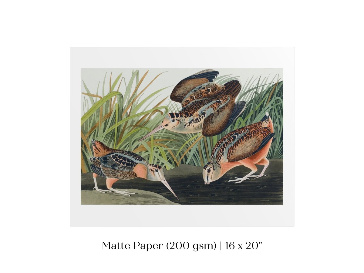 American Woodcocks Illustration | P17 - Single Art Prints - Piccolo Fiore Prints