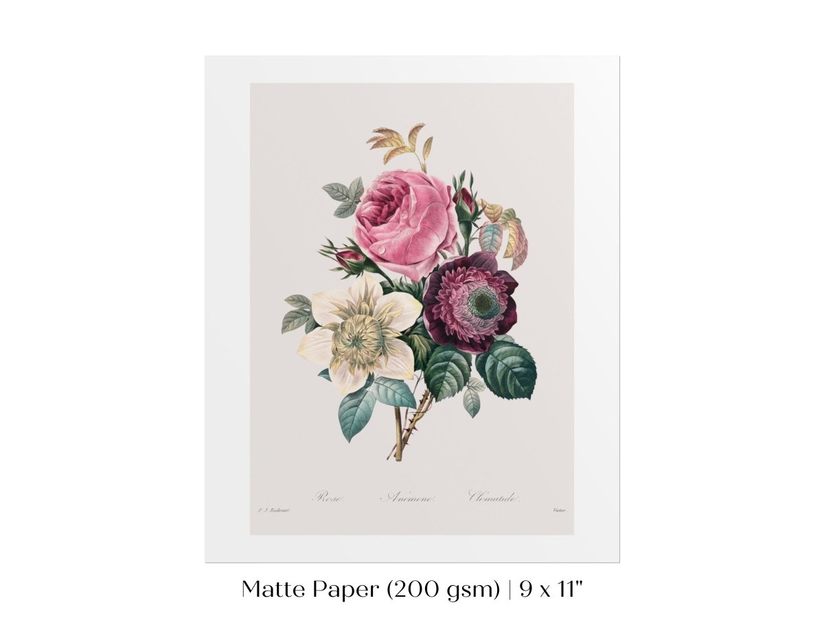 Anemone and Cabbage Rose Illustration | P492 - Single Art Prints - Piccolo Fiore Prints