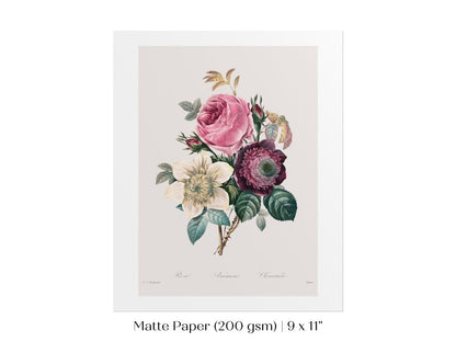 Anemone and Cabbage Rose Illustration | P492 - Single Art Prints - Piccolo Fiore Prints