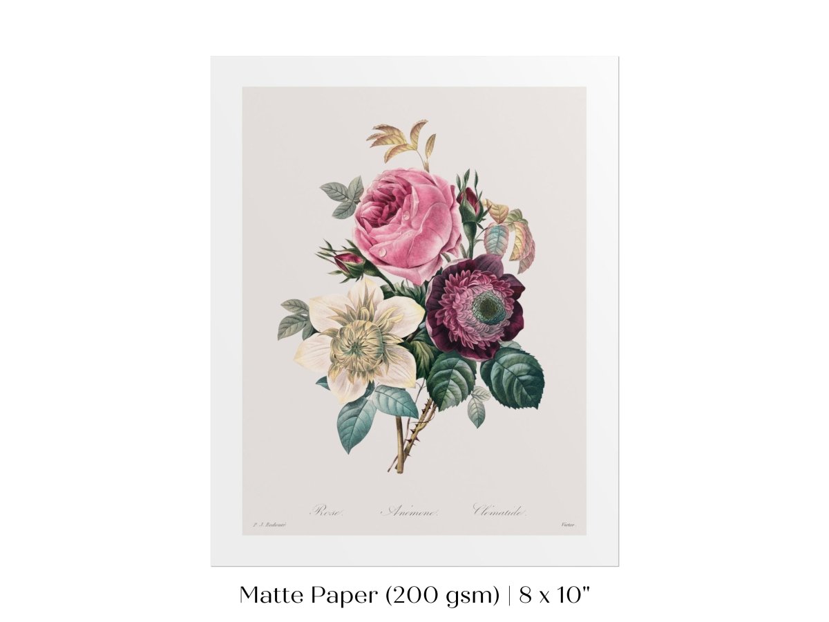 Anemone and Cabbage Rose Illustration | P492 - Single Art Prints - Piccolo Fiore Prints