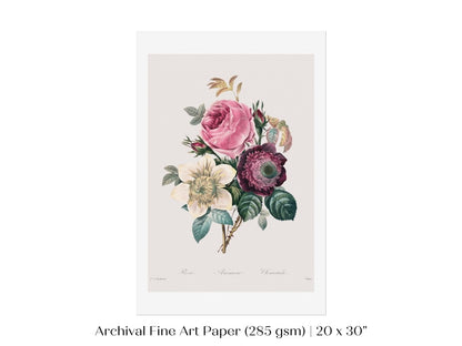 Anemone and Cabbage Rose Illustration | P492 - Single Art Prints - Piccolo Fiore Prints