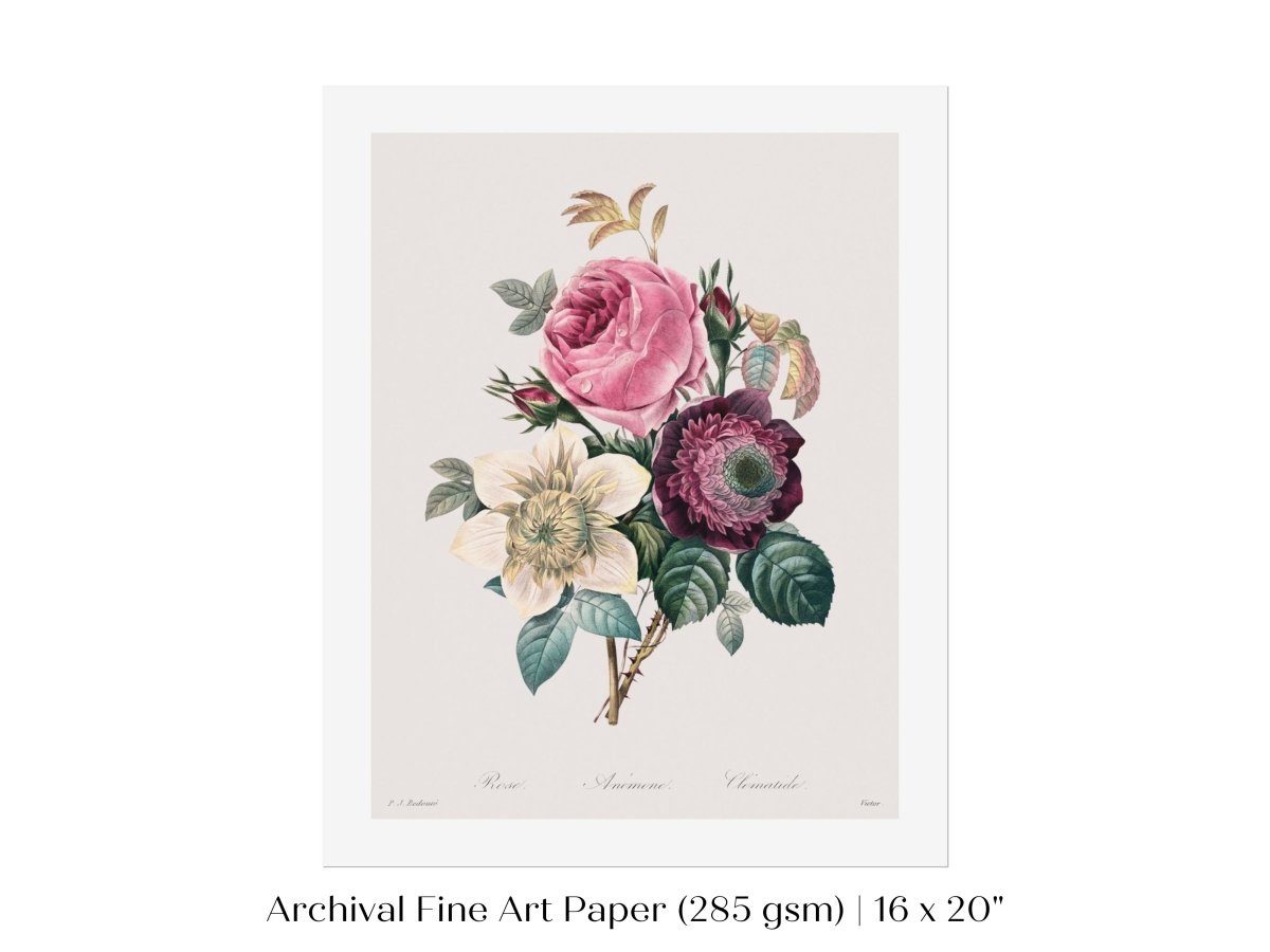 Anemone and Cabbage Rose Illustration | P492 - Single Art Prints - Piccolo Fiore Prints