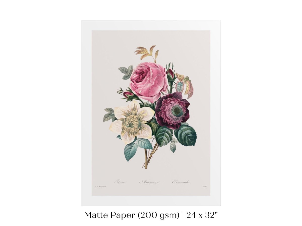 Anemone and Cabbage Rose Illustration | P492 - Single Art Prints - Piccolo Fiore Prints