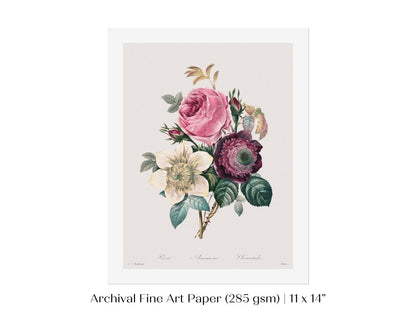 Anemone and Cabbage Rose Illustration | P492 - Single Art Prints - Piccolo Fiore Prints