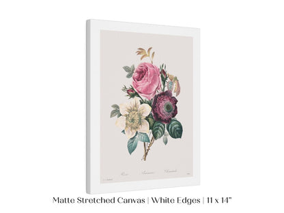 Anemone and Cabbage Rose Illustration | P492 - Single Art Prints - Piccolo Fiore Prints