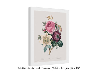 Anemone and Cabbage Rose Illustration | P492 - Single Art Prints - Piccolo Fiore Prints