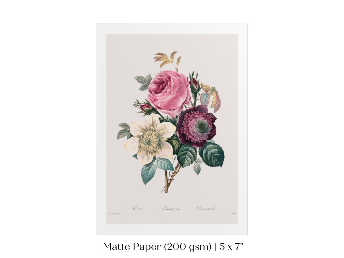 Anemone and Cabbage Rose Illustration | P492 - Single Art Prints - Piccolo Fiore Prints
